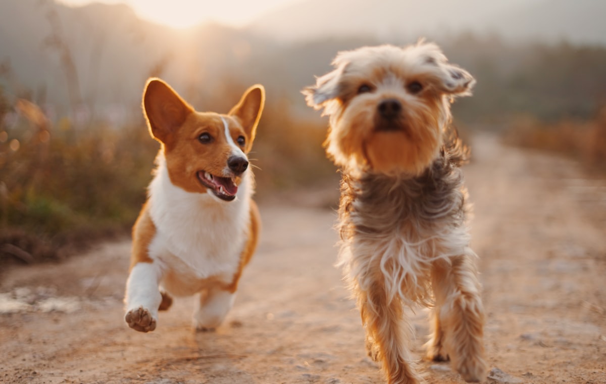 Pet Care industry